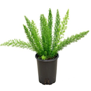 狐尾天门冬盆栽植物庭院花园阳台绿植四季常青耐热花卉九尾狐易养