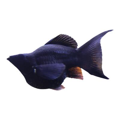 活体观赏红箭鱼高鳍皮球玛丽鱼