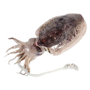 舟山墨鱼东海海鲜乌贼大墨斗鱼花枝目鱼冷冻新鲜速冻水产