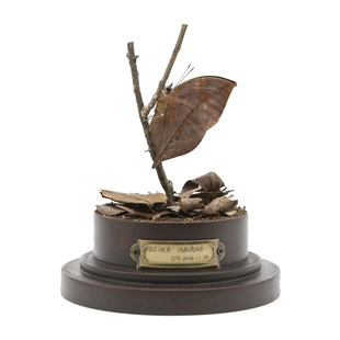 【一片枯叶】枯叶蝶蝴蝶标本成品玻璃罩小众手作礼物艺术家居摆件