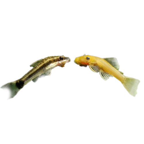 黑线飞狐鱼一线金苔鼠黄金大胡子老虎小精灵热带鱼淡水观赏鱼除藻