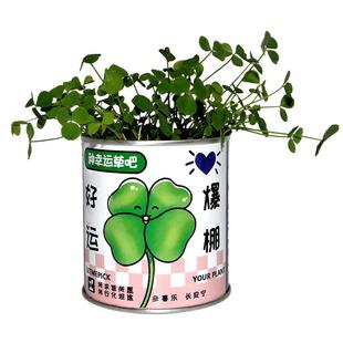 网红罐装种植小盆栽面罐头幸运草向日葵小花农绿企业学校礼物定制