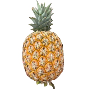 【顺丰包邮】海南芒果凤梨脆甜多汁海南台农23号金钻凤梨现摘现发