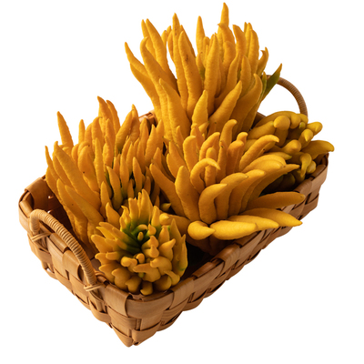 金华佛手大果精美果型闻香观赏