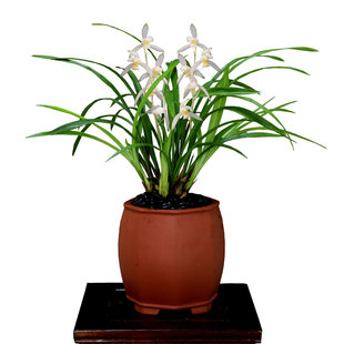 翁源兰花喜花里四季建兰白雪公主带花浓香型室内好养绿植花卉盆栽