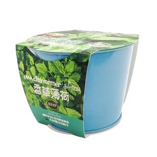 匠心绽放薄荷儿童种植小盆栽罗勒牵牛花种子学生观察创意阳台绿植