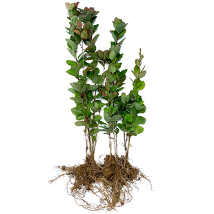 黄疸树苗新鲜黄丹果树黄胆树茎干叶根刺黄连树种子三颗针庐山小檗