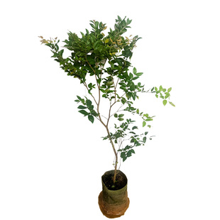 包邮带土营养袋果树苗沙巴嘉宝果苗四季红妃树葡萄苗庭院盆栽花盆