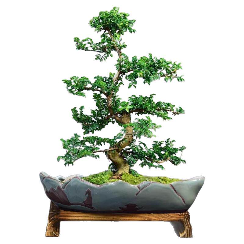 小叶榆树盆景老桩悬崖盆栽植物