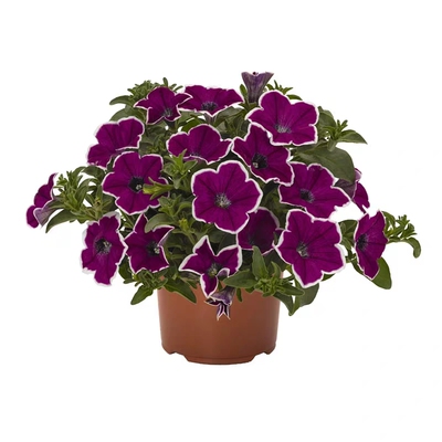 盆栽植物阳台庭院垂吊牵牛花