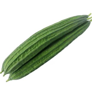 超大肉丝瓜种籽特长棱丝瓜种子胜春秋季早熟高产耐热耐寒蔬菜种孑