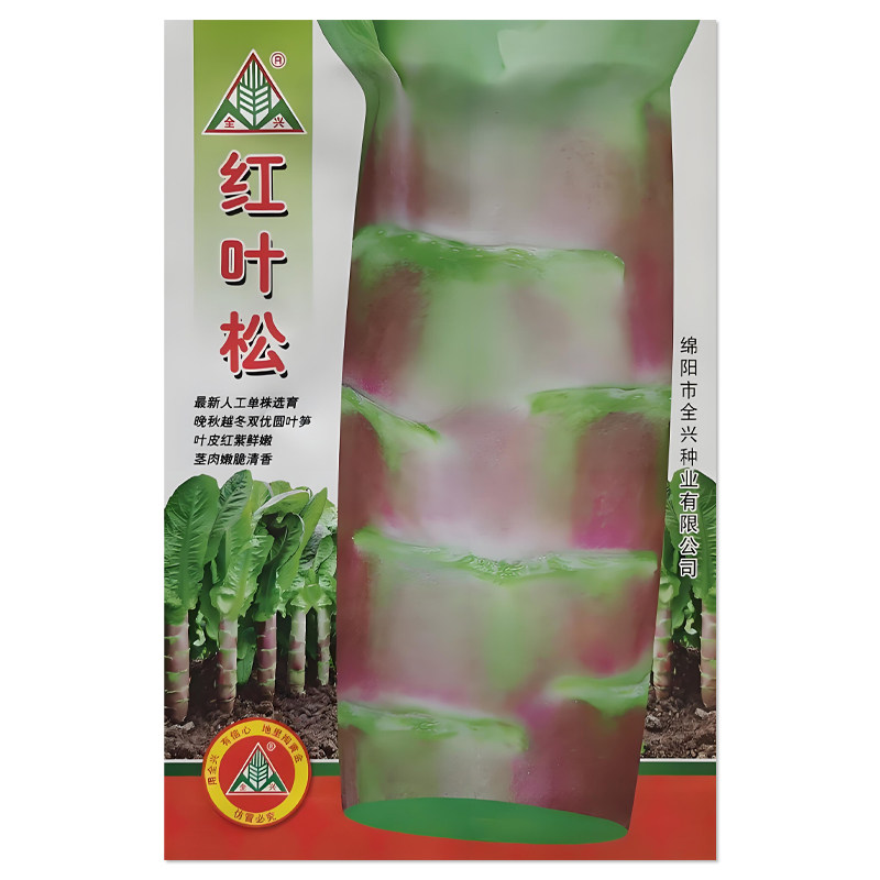 红叶松莴笋种子红皮莴苣