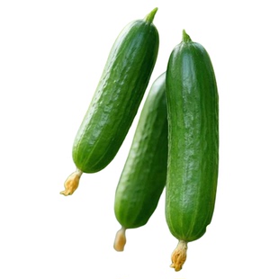 水果黄瓜苗秧嫁接秧苗高产带土菜苗老品种蔬菜四季阳台种苗盆栽