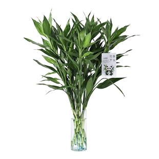 富贵竹水培植物室内客厅转运竹龙竹观音竹办公室桌面绿植四季盆栽