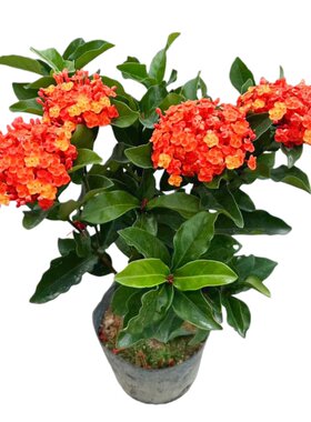 龙船花苗盆栽开花不断绣球花好养