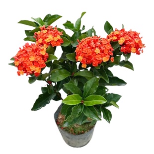 龙船花盆栽带花仙丹花水绣球花苗室内外阳台庭院植物好养开花不断