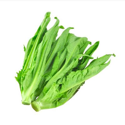 有米香味的油麦菜种子四季高产