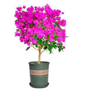 绿樱三角梅老桩盆栽带花爬藤植物重瓣四季花阳台耐热好养活绿樱