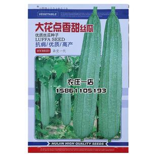 大花点香甜丝瓜种子种籽棱形肉厚味香长势旺采收期长高产春夏秋