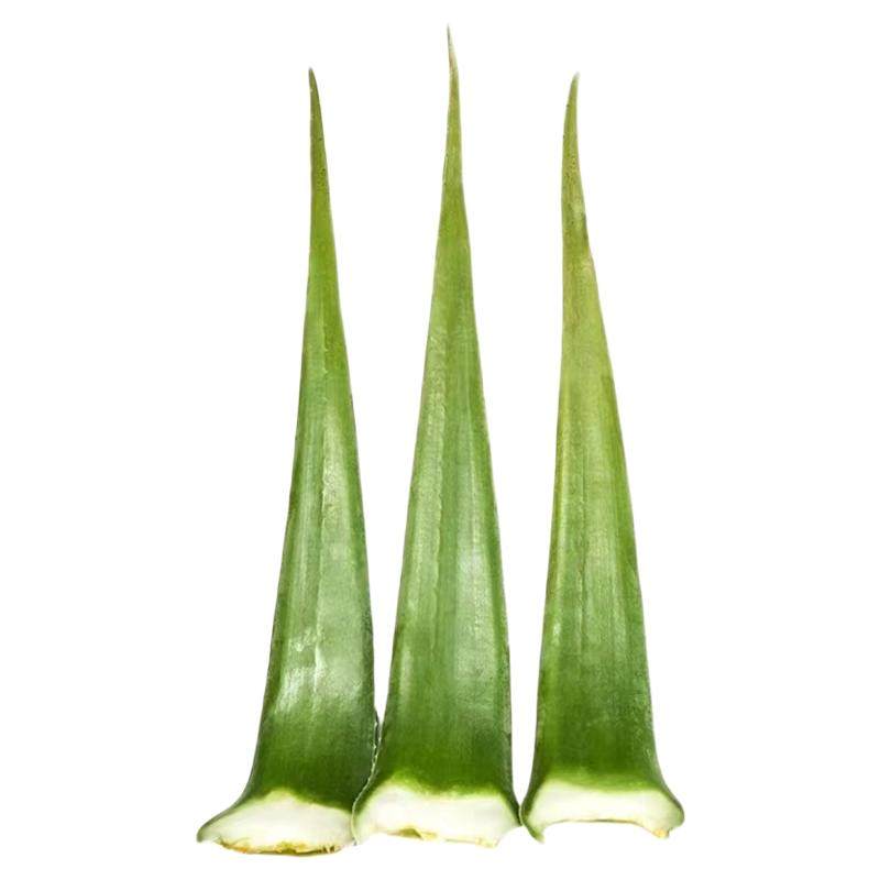 新鲜库拉索芦荟可食用叶片原产地洗头护肤用美容院敷脸用晒后涂抹