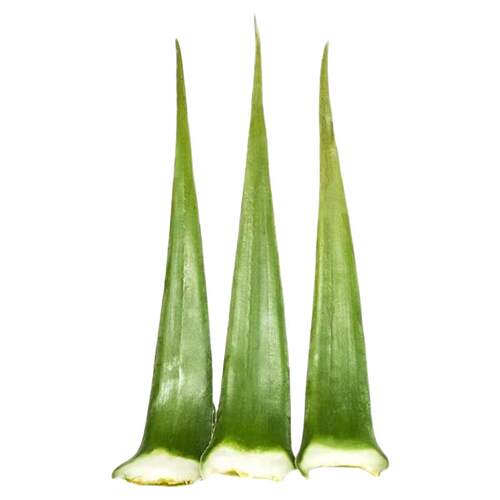 新鲜可食用库拉索芦荟叶片原生态补水保湿美容院敷脸外敷晒后涂抹