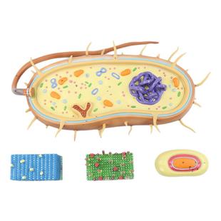细菌细胞核模型染色体原核单细胞微生物鞭毛模型医用教学道具标本