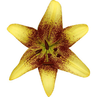 进口春百合种球耐寒复花地栽球根花卉阿米斯坦德多年阳台盆栽预卖