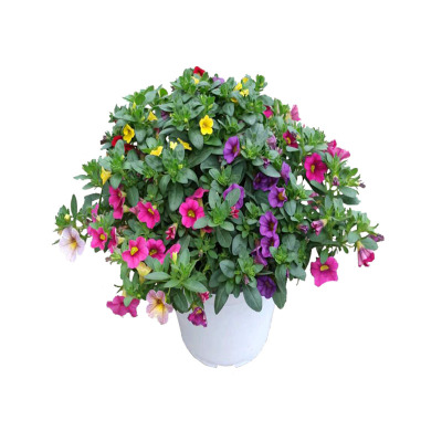 庭院舞春花植物喇叭花百万小铃