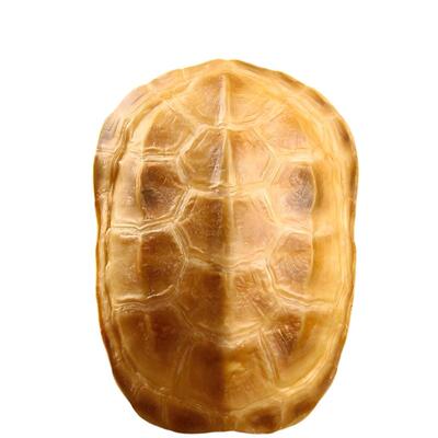 天然乌龟壳真龟甲文玩六爻把玩件