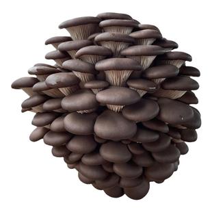 玉米芯稻草种蘑菇菌种栽培种原种石灰平菇食用菌培养基棉籽壳接种