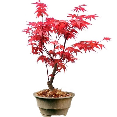 美国红枫树苗美国红枫