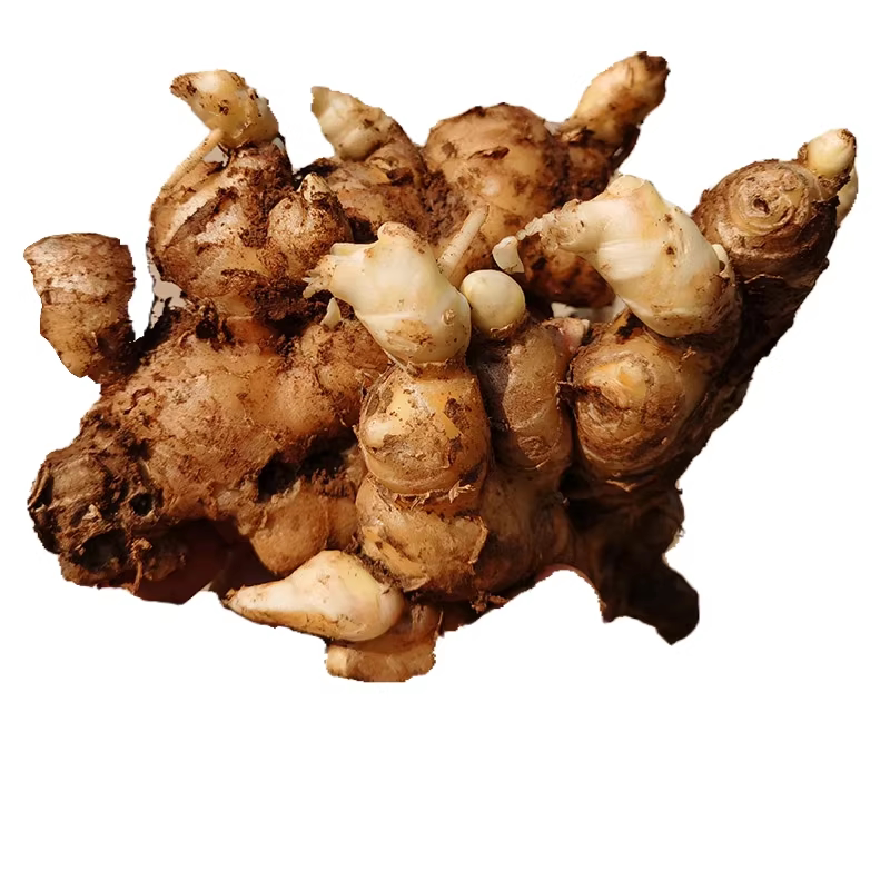 生姜种子姜种带芽山东大姜种籽生姜种植苗老姜子姜芽大肉姜种苗子