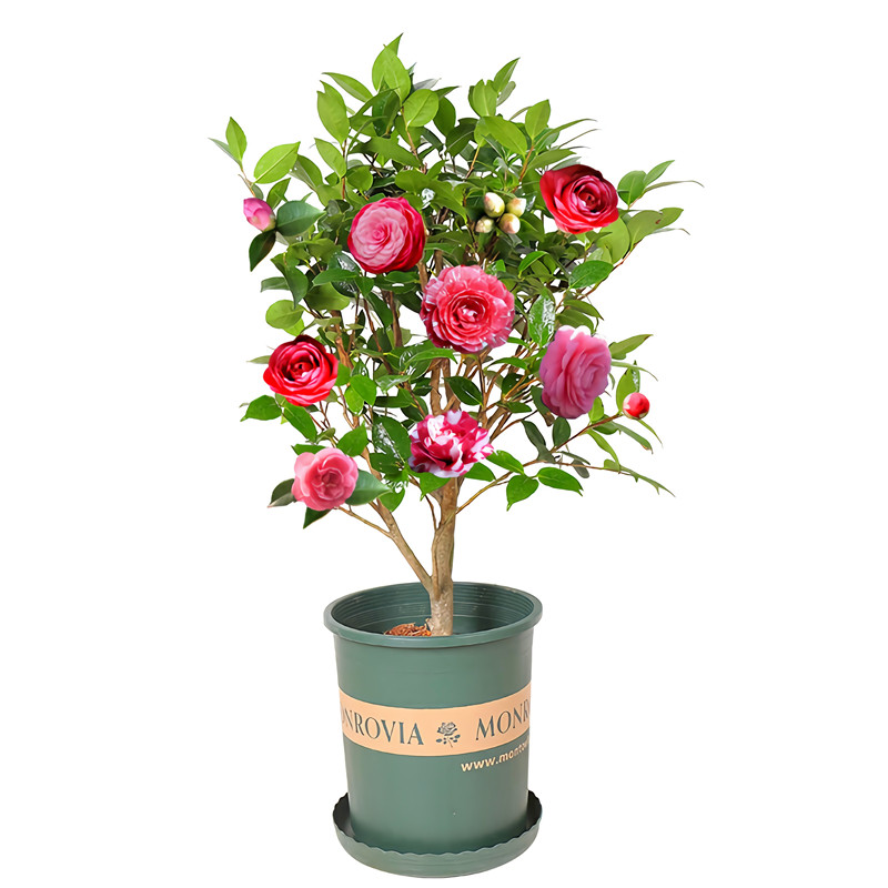 香妃茶花五色赤丹茶花苗庭院地栽