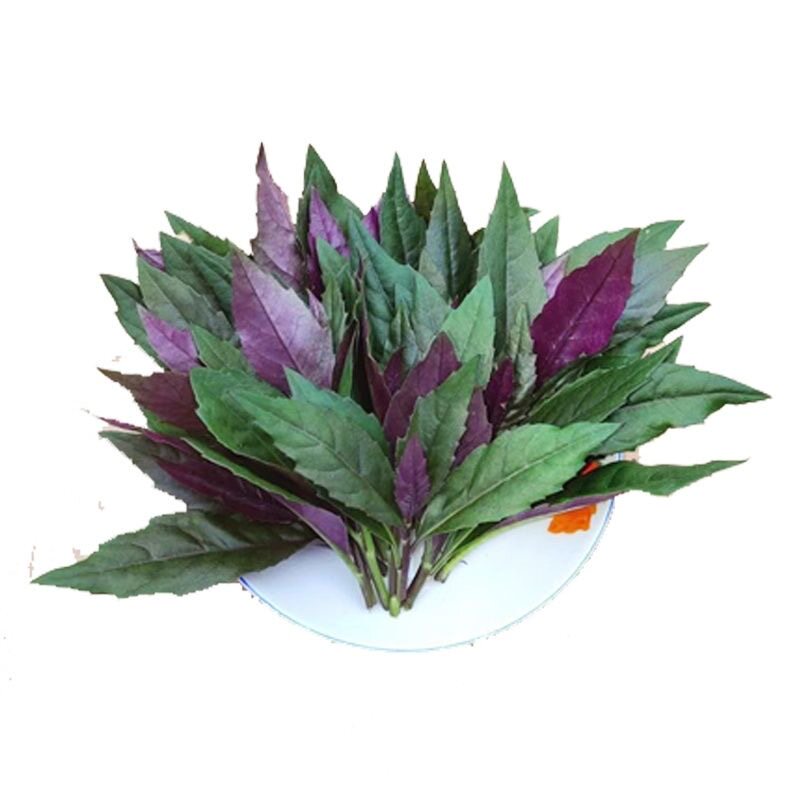 紫背菜苗子紫背菜秧苗四季蔬菜苗