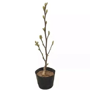 花期带花苞矮化玉兰花树苗盆栽地栽花苗花卉紫玉兰红玉兰庭院室内