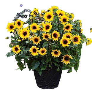 光辉岁月向日葵盆栽活苗带花苞室内花卉阳台植物孑太阳花四季开花