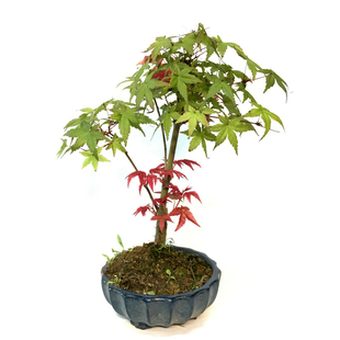 老桩小品日本出猩猩黄金枫三季红红枫盆景盆栽室外小绿植水杉盆景