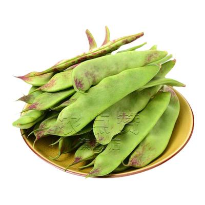 [30年种业大厂]东北油豆角种子