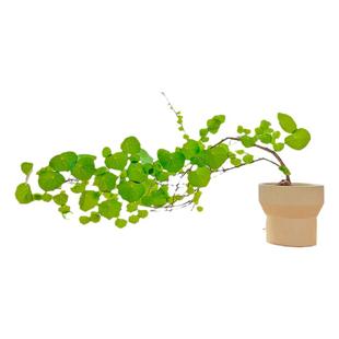 山乌龟爬藤植物一叶龟种球盆栽办公室内客厅桌面好养活绿植小摆件