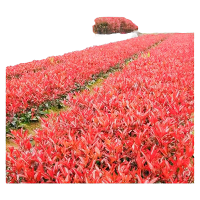 红叶石楠彩叶苗木庭院绿化苗木