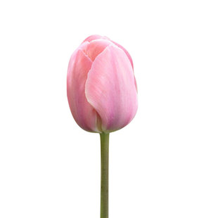 进口粉色系郁金香种球5度球花种子球根苗水培土培盆地栽花卉虹越