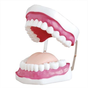 教学人体六倍大型护理牙 牙齿构造牙齿模型牙科材料口腔刷牙教具