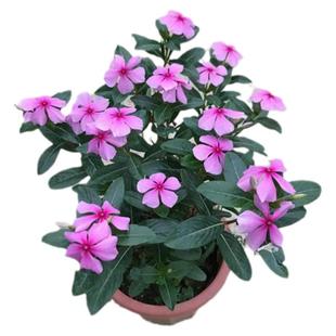 长春花盆栽五叶梅盆栽花苗四季梅盆栽日日春绿植花卉四季带花包邮