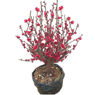 梅花盆景树桩腊梅苗盆栽梅花树苗红梅绿梅朱砂梅蜡梅苗花卉绿植物