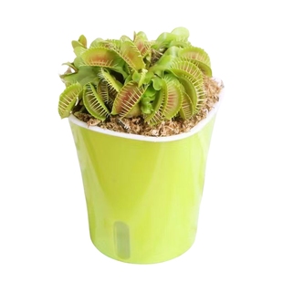 捕蝇草盆栽食人花扑蝇草食虫草超大猪笼草捕虫草大嘴室内食虫植物