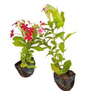 直立使君子 驱蚊植物  阳台庭院植物浓香型净化空气盆栽