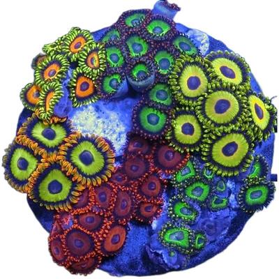 植素源水族纽扣珊瑚拼盘海缸新手