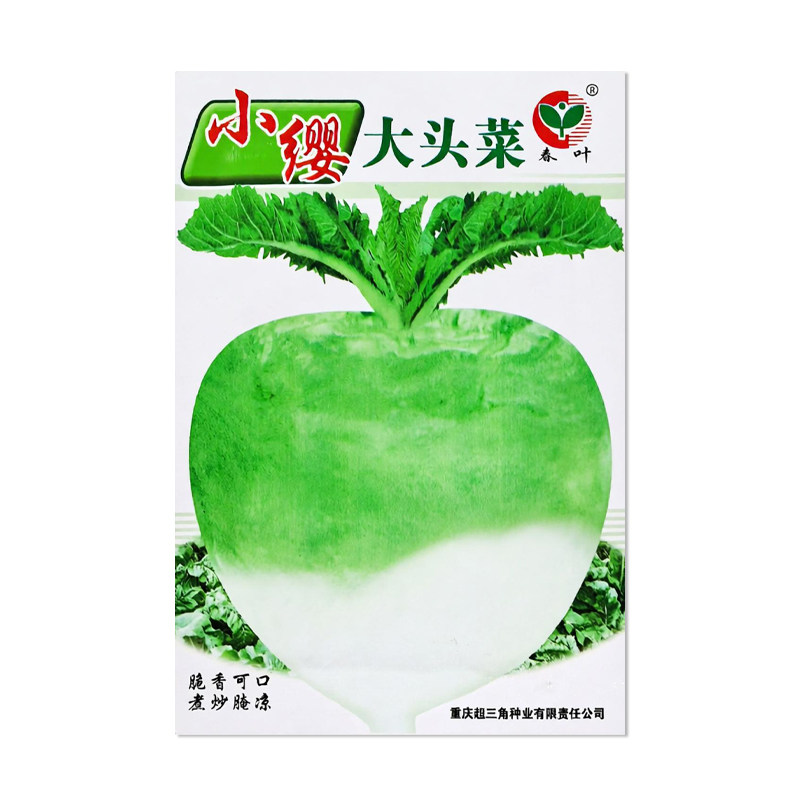 春叶小缨大头菜种子芥菜种子