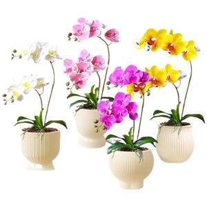 精品蝴蝶兰盆栽花苗带花苞室内花卉植物客厅阳台名贵鲜花四季开花