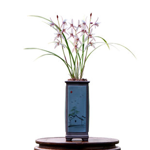 翁源老种高端四季建兰花苗贵夫人市长红红妃带花浓香好养室内花卉